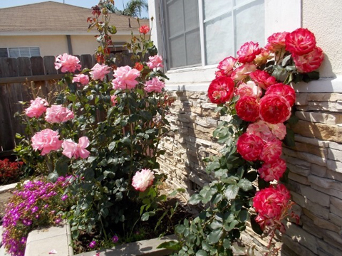 Vườn hoa nhà tôi ở Cali