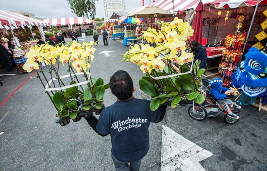 Một người đàn ông mang các giỏ lan tới gian hàng. Theo văn hóa của người Việt, hoa lan tượng trưng cho nguồn gốc cao quý và sự giàu có. Ảnh: Orange County Register