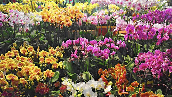 Hoa lan đủ màu sắc được bày bán ở chợ hoa của người Việt tại khu thương mại Asian Garden ở Little Saigon, thành phố Westminster, quận Cam, bang California, Mỹ. Đây nơi có lượng người Mỹ gốc Á lớn thứ 3 ở Mỹ. Sự kiện kéo dài 23 ngày, bắt đầu từ ngày 15/1. Ảnh: Los Angeles Times