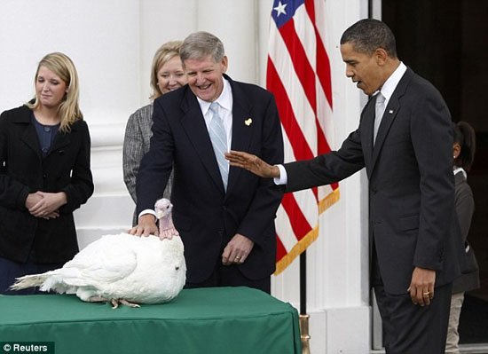 Con gà tây được Tổng thống Obama phóng sinh. Ảnh: Daily Mail.