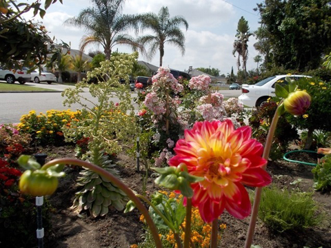 Vườn hoa nhà tôi ở Cali